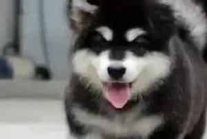 怎样让阿拉斯加雪橇犬习惯佩戴牵引绳(阿拉斯加犬)