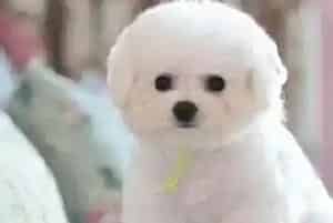 3岁多的比熊犬流眼泪、打喷嚏是怎么回事(比熊犬)
