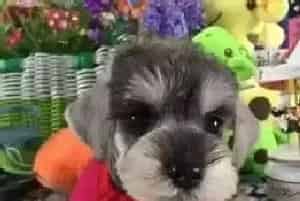 雪纳瑞咳嗽有痰干呕是犬窝咳吗(雪纳瑞)