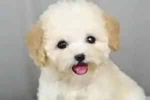 泰迪犬几个月可以开始补钙(泰迪犬)