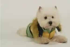 生活环境的变化与西高地犬健康的关系(西高地)