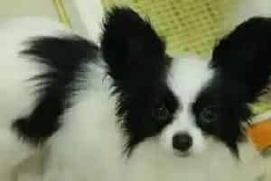 蝴蝶犬就是轻微感冒一直不好怎么办(蝴蝶犬)