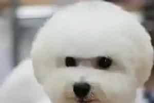 我家比熊犬适合用什么样的牵引绳呢(比熊犬)