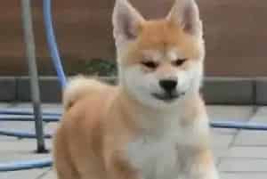 暖暖过冬 冬季秋田犬保暖用品采购建议(秋田犬)