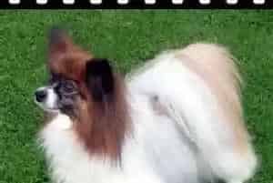 蝴蝶犬才打过疫苗,便便里出现蛔虫怎么办(蝴蝶犬)