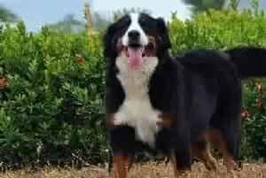 家传365天美容对策 如何给伯恩山犬修剪指甲(伯恩山犬)