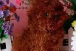 贵宾犬发育宝可以放冰箱保存吗 如何保存更好呢(贵宾犬)