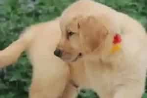 金毛犬窝咳非常的严重 治愈的好么(金毛)
