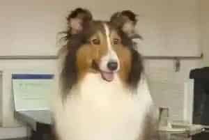 喜乐蒂犬用什么沐浴露比较好 吃什么可以美毛(喜乐蒂)