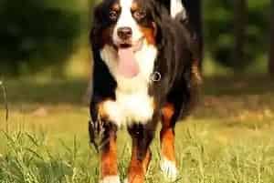 怎样为伯恩山犬选择适合它的牵引绳(伯恩山犬)