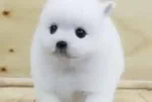 如何解决西高地犬喜欢舔手脚的行为(西高地)