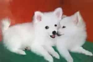 银狐犬球虫感染什么也不愿吃怎么解决这个问题(银狐犬)