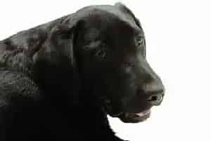 错误喂养知识曝光 成年拉布拉多犬吃幼犬狗粮不科学(拉布拉多)