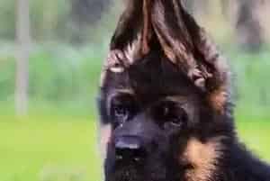 德国牧羊犬毛色浅了而且鼻子不黑了该怎么办(德国牧羊犬)