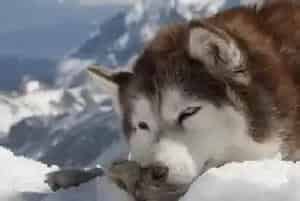 科学喂养必备之怎样照顾不同阶段的成年阿拉斯加犬(阿拉斯加犬)