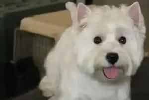 专家意见 使用科学的方法帮助西高地洗澡和梳理(西高地)