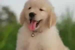 两个月的金毛犬吃肉过多有什么影响吗(金毛)
