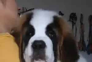 圣伯纳犬体内的绦虫与蛔虫(圣伯纳犬)