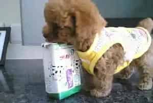 饲养泰迪犬的主人们容易犯哪些错(泰迪犬)