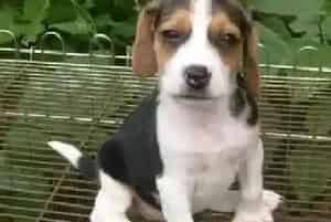 想要养好比格犬要准备哪些生活用品(比格犬)