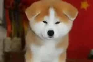 哪些东西会让秋田犬真正的延年益寿(秋田犬)