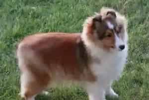 喜乐蒂母犬第一次发情可以进行交配吗(喜乐蒂)