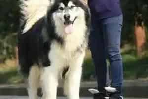 阿拉斯加犬肠胃出现问题该怎么办(阿拉斯加犬)