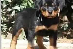 怎样才能知道罗威纳犬是否是健康的狗狗(罗威纳犬)
