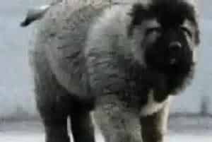 怎样判断高加索犬是否出现了消化不良的现象(高加索犬)