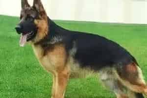 德国牧羊犬戴项圈总挠脖子正常么(德国牧羊犬)