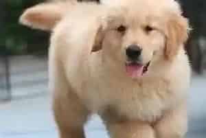 如何给金毛犬准备一个它喜欢的狗窝(金毛)
