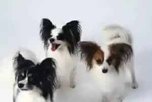 怎样制止蝴蝶犬乱啃家中东西(蝴蝶犬)