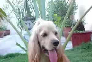 可卡犬打喷嚏,流黄鼻涕是感冒还是犬瘟热(可卡犬)