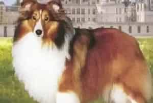 美容师必读必学 轻松让喜乐蒂犬摆脱皮屑问题(喜乐蒂)