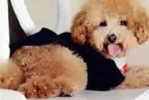 正确奖惩泰迪犬的要点都有哪些(泰迪犬)