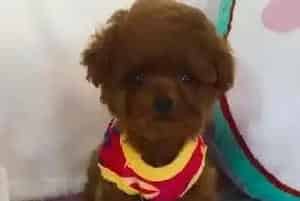 贵宾犬在日常生活中必需的用品有哪些(贵宾犬)