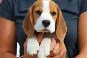 家中的哪些用品会威胁到比格犬的安全(比格犬)