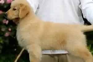 怎样给金毛犬选择宠物用品最安全可靠(金毛)
