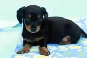 腊肠犬生产后不喂小狗如何是好 没有奶水怎么办(腊肠犬)