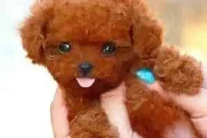 泰迪犬在成长过程中不可以吃哪些东西(泰迪犬)
