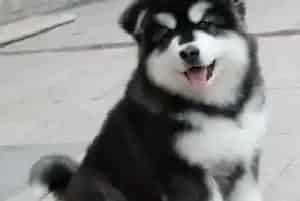阿拉斯加雪橇犬在冬季的最佳运动——爬山(阿拉斯加犬)