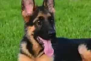 德国牧羊犬身上出现螨虫有什么方法可以消灭掉(德国牧羊犬)