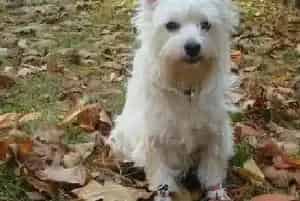 西高地犬的眼睛、牙齿等问题需要到主人们的特别关注(西高地)