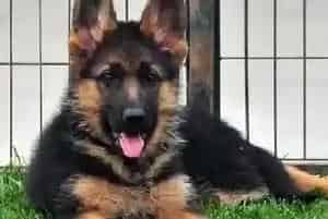 德国牧羊犬肛门有异味怎么办(德国牧羊犬)
