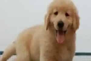 饲养金毛犬的家庭需要准备哪些日常用品(金毛)