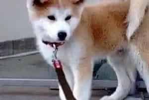 日常生活最好的美容教练教你秋田犬美容七步骤(秋田犬)