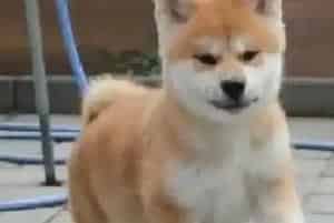 育婴箱可以帮助主人们照顾刚出生的秋田犬(秋田犬)