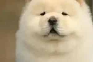 饲养松狮犬之前要准备哪些宠物用品(松狮犬)
