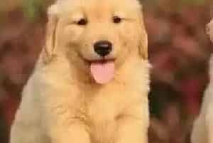 盘点喂养金毛犬的最佳方式(金毛)