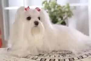 马尔济斯犬必备生活用品大全(马尔济斯)